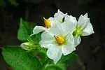 Pomme de terre