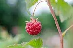 Framboise