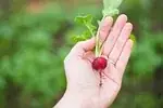 Radis
