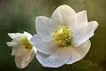 Helleborus