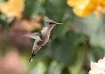 Colibri