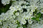 Alyssum