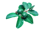 Goyave
