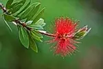 Callistemon