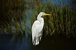 Aigrette