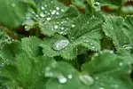 Alchemilla