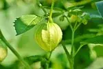 Physalis