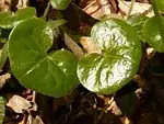 Asarum