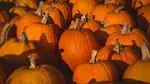 Courge