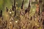 Agastache