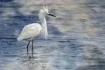 Aigrette neigeuse
