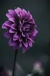 Dahlia