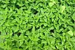 Caryopteris