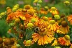 Gaillarde
