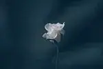 Rose poudré