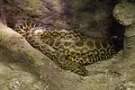 Boa constricteur impérial