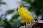 Jaune canari